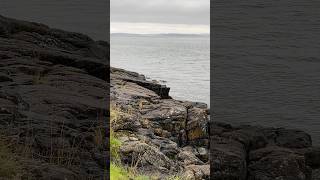 Cormorant diving pnw [upl. by Hedi823]