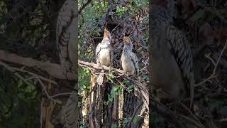 Southern YellowBilled Hornbills Observe Intriguing Sight in Kruger Park slowmotions brids short [upl. by Gupta]