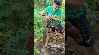 Lets Get Cassava farm cassava farmer [upl. by Delisle]