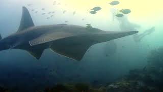 Giant Guitarfish at Shark Point [upl. by Cupo]