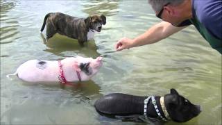 Mini Pigs at the Dog Beach Begging for Food Prissy and Bomber Show [upl. by Hirsch]