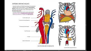 12 Artères bronchiques [upl. by Grae]