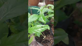 The propagated Morinda plants have developed strong and healthy root systems [upl. by Ellenyl]