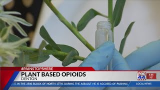 Texas plant has same painrelieving properties as opioids [upl. by Balough]