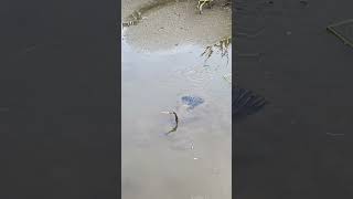 Anhinga Slithers Through the Mud in Pursuit of Fish [upl. by Kanor]