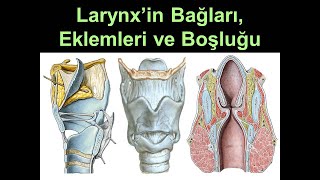 Larynx’in Bağları Eklemleri ve Boşluğu Yüksel Aydar [upl. by Candide]