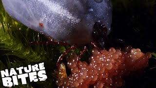 David Attenborough Meets a Hedgehog Parasite That Feasts on BLOOD  Micro Monsters  Nature Bites [upl. by Marinelli]