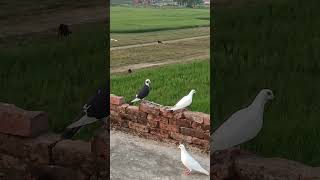 1 nasal k 4 kabutar trending shorts status youtubeshorts pigeon short [upl. by Nylavad]