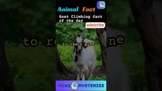 Goats are the REAL Kings of Climbing mindmysteries360 goat factshorts [upl. by Palua]