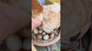 3 hen 50 eggs harvesting shorts [upl. by Gladdy]