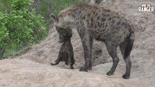 Watching Hyenas Again Part 12 [upl. by Ahtebbat]