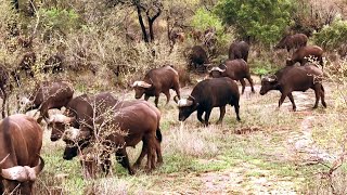 Hundreds of African Cape Buffalo Herd on the Move  Sabi Sands  13 November 2024 [upl. by Iramohs382]