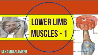 Lower Limb Muscles1 Gluteal amp Thigh Attachment Innervation amp Actions Fascia Lata M Kamran Ameer [upl. by Ahsi]