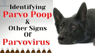 STOP Ignoring These Parvo Signs and Save Your Dogs Life [upl. by Aicenav]