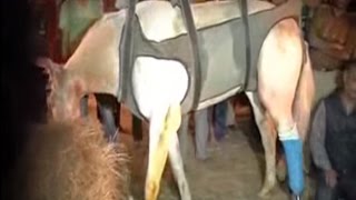 Leg of Injured Police Horse Shaktimaan Amputated in Uttarakhand [upl. by Anders]