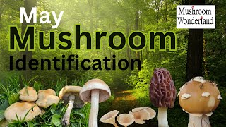 May Mushroom Identification and Foraging in Mushroom Wonderland [upl. by Hoon]