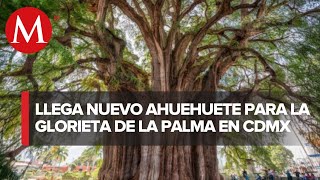 Así es el ahuehuete que será plantado en Paseo de la Reforma [upl. by Atekehs]