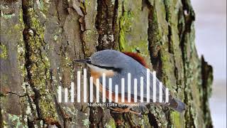 Nuthatch Sitta Europaea Calls [upl. by Annoved]