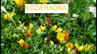 KOZIERADKA  mocarne ziarnko《154》 [upl. by Erma]