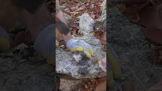 Mining Black Tourmaline Crystals in Maine [upl. by Akselaw]