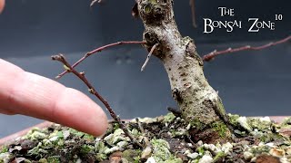 Winter pruning My Cotoneaster The Bonsai Zone Jan 2023 [upl. by My]