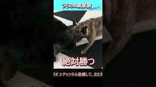 絶対勝つ！ボール争奪戦♪ 多頭飼い フレンチブルドッグ フラットコーテッドレトリバー ラブラドールレトリバー トイプードル 大型犬 ペット 面白 可愛い [upl. by Shaner224]