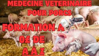 Formation 1000 gratuite En Medecine Veterinaire Pour Vos PorcsComment et où injecter un porcelet [upl. by Thorley]