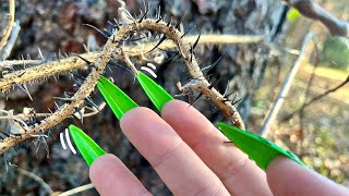 ASMR OUTDOORS 🌲 Tapping  Scratching Tour [upl. by Eitsrik797]