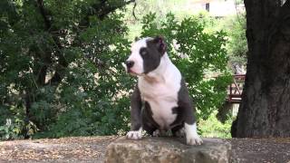 Baddest Extra Large American Bully Female  12 weeks [upl. by Saibot]