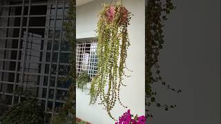 Dischidia Plant Hanging Plant🪴❤️ shorts dischidia hanging song trending ytshots garden yt [upl. by Anahpets]