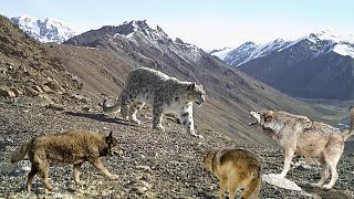 Leopardo de las nieves VS Lobos Leopardo es acorralado por una manada de lobos [upl. by Laurentium]