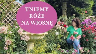 Jak ciąć na wiosnę RÓŻE  rabatowe parkowe okrywowe pnące Jak i kiedy ciąć róże młode i stare [upl. by Zimmerman495]