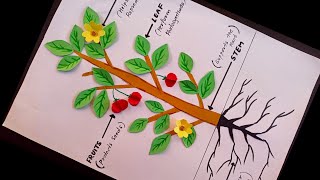 Parts Of Plant model Easy Science Exhibition Model Parts of plant science TLM Science Project [upl. by Prentiss]