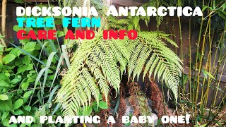 Growing TREE FERNS in colder climates UK care tips and info for growing Dicksonia Antarctica [upl. by Ellennej]