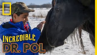 Pol of Fame  Incredible Tales from Dr Pol  Nat Geo WILD [upl. by Sivatco]