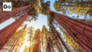 Sequoia amp Kings Canyon National Parks [upl. by Gaige709]