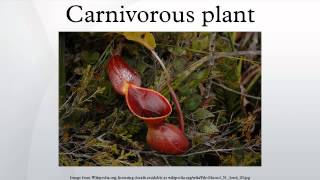 Carnivorous plant [upl. by Dayir]