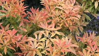 Pieris japonica Forest Flame [upl. by Yrannav]