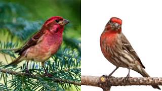 House Finch or Purple Finch [upl. by Ahseihs952]