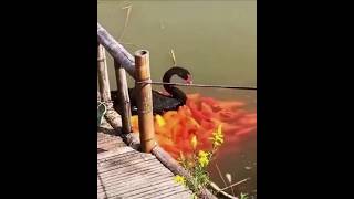 Why are so many fishes coming behind this swan shortvideos facts amazingfacts [upl. by Richmal945]