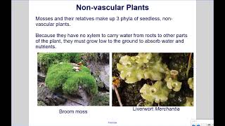 Characteristics of Vascular and Nonvascular Plants [upl. by Nate]