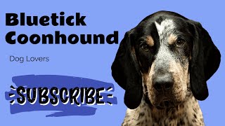 Bluetick Coonhound Breed Everything You Need to Know  Complete Guide and Tips [upl. by Filberto]