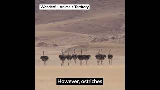 How fast can an ostrich run shorts animals wildanimals [upl. by Reffinej842]