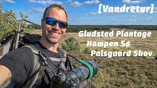 Vandretur ved Gludsted Plantage og Hampen Sø Palsgaard Skov Mikroeventyr [upl. by Kaspar]