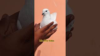 Top High Flyer Kabootar  pigeonvideo pigeonstatus youtubeshorts [upl. by Nairde]