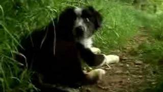 Border Collie Sheepdog Cute Dogs Puppies playing Movie Trailer [upl. by Bendicty91]