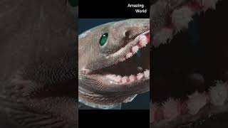 Frilled shark  shorts  a species of shark that lives in the deep sea  Amazing World [upl. by Drahnreb]