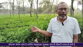 Benefits of Mini Sprinkler on Tea Garden  Sprinkler Irrigation System  Automat irrigation [upl. by Drus]