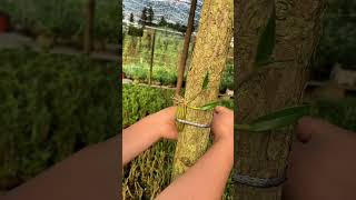 Very best tutorial grafting dendrobium orchid plant so simple tips for your plant short plants [upl. by Enyahs269]