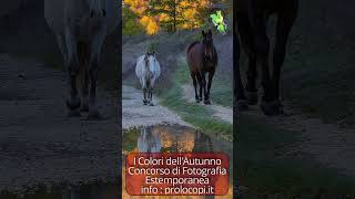 Val Fondillo quotI colori dellAutunnoquot 10° concorso di fotografia estemporanea a Opi AQ 271024 [upl. by Aleron]